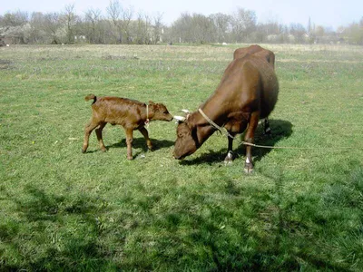 Коровы есть сено Люцерна от кормушки на ферме Стоковое Изображение -  изображение насчитывающей отечественно, страна: 152269027