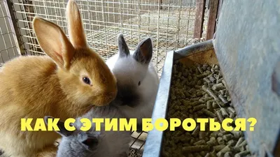 Бункерные кормушки для кроликов своими руками — Племенные кролики из Европы