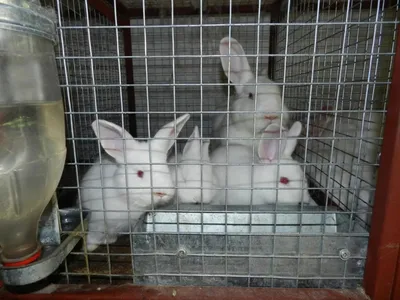 Клетка для кроликов своими руками. Видео, фото