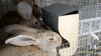 Поилки и кормушки для кроликов своими руками! - YouTube