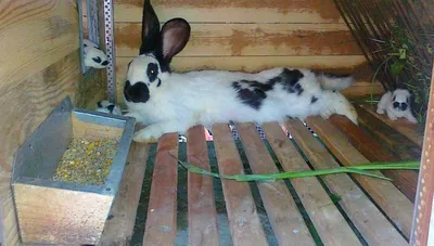 Кормушки для кроликов своими руками: фото чертежи, размеры и видео  инструкции по изготовлению