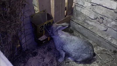 Кормушки для кроликов своими руками: фото чертежи, размеры и видео  инструкции по изготовлению