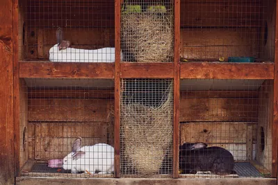 Купить бункер оцинкованный для промышленной тарелочной кормушки кролика -  Большой фермер