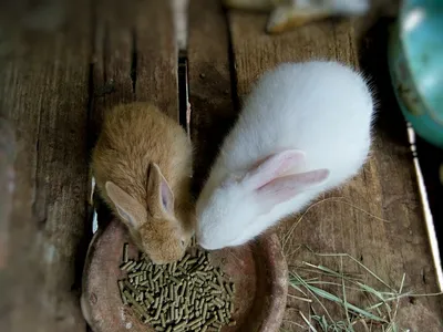 бункерная кормушка для кролика своими руками｜Поиск в TikTok