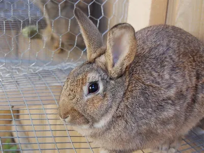Кормушка для кролика своими руками за 5 минут - YouTube