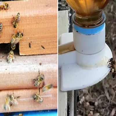 Кормушка для пчел, кормушка для входа в дом с медом, 10 шт., товары для  пчеловодства, оборудование для пчеловодства, инструмент для улей, система  для вывода маток | AliExpress