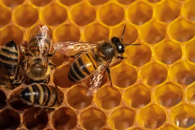 Купить 1 шт., улей, пластиковая кормушка для пчел, верхняя кормушка для пчел,  устройство для кормления пчел, инструменты и оборудование для пчеловодства  | Joom