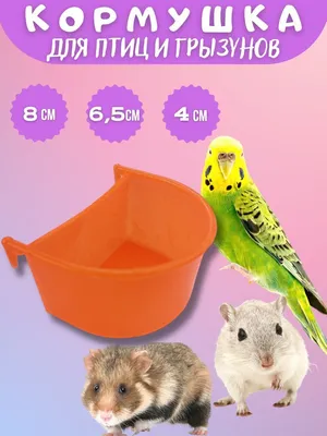 Кормушка - поилка для птиц и грызунов - купить с доставкой по выгодным  ценам в интернет-магазине OZON (823068060)