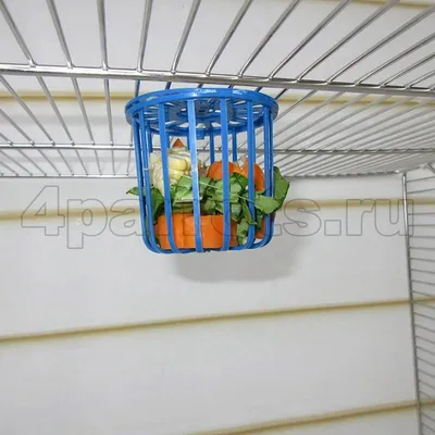 Кормушка миска для грызунов и птиц, для попугаев в клетку - купить с  доставкой по выгодным ценам в интернет-магазине OZON (1078309051)