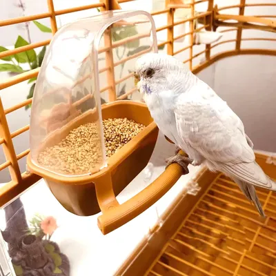 Кормушка для попугаев и других птиц, с жёрдочкой, разные цвета купить по  цене 98 ₽ в интернет-магазине KazanExpress