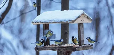 Как обустроить кормушки и чем угостить птиц зимой | Новости Приднестровья