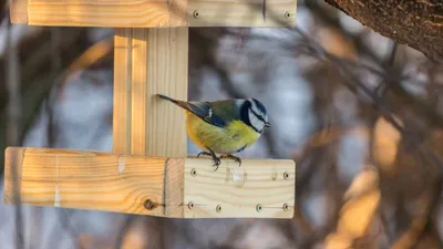 Умная кормушка для птиц. Bird Buddy купить в Москве по приятной цене