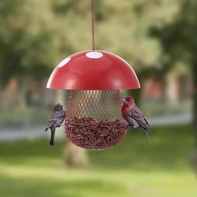 Кормушка для птиц своими руками (76 фото) - идеи и способы как сделать из  подручных средств