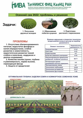 АгроМатематика: Технология выращивания озимой пшеницы 2в1: надежная защита  и экономия — Latifundist.com