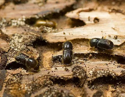 Жуки-короеды, шашель, термиты: как бороться с вредителями древесины - Блог