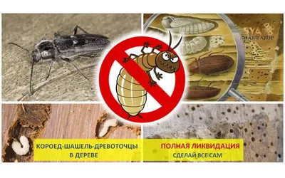 Уничтожение жука-короеда в Москве и МО с гарантией | Дезинсекция помещений