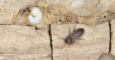 Борьба с древесным жуком короедом в помещении. Алматы