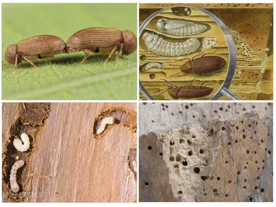 Уничтожение жука короеда в Балаково в деревянных домах и на участках от СЭС  Биотрикс по выгодной цене