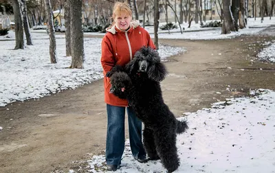 Королевский пудель: описание породы, характер, фото, цена и где купить |  PetGuru