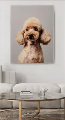 Пудель- Декоративная собака. Большой,или королевский. Пудель--крупая  собака. .. | Мир собачек♥♥♥♥ | ВКонтакте