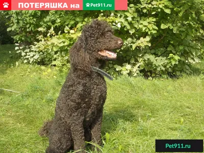 Пудель карликовый 🐾 Все о породе, плюсы и минусы, уход, характер,  воспитание, отзывы, поведение 🐶 - YouTube