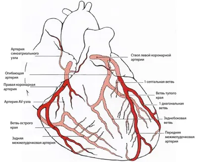 Сосуды сердца | Пикабу