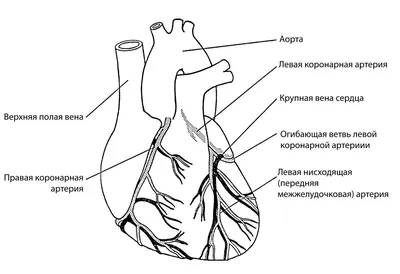 Артерии сердца, плакат глянцевый А1/А2 › Купить оптом и в розницу › Цена от  завода