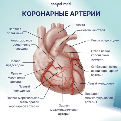 Что надо знать про коронарные артерии? | Scalpel Med | Дзен