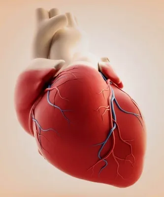 Аортокоронарное шунтирование сердца | Ведущие доктора | Лучшие клиники |  Отзывы | Patient-mt.ru