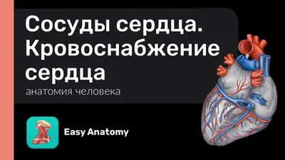 Ишемическая болезнь сердца у пожилых людей. Первые признаки и диагностика -