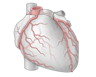 Кардиохирург про коронарные артерии | Кардиохирург Нургалиев Рахим  Ринатович | Дзен