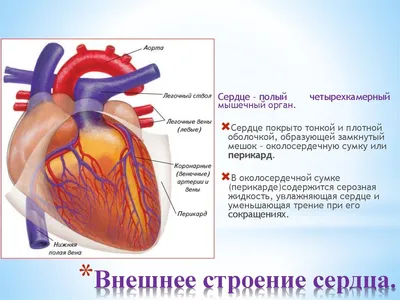 Стентирование сосудов сердца - Доказательная медицина для всех