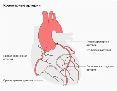 Стентирование коронарных артерий в Екатеринбурге - Новая Больница