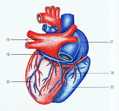 Коронарные кровеносные сосуды сердца Иллюстрация штока - иллюстрации  насчитывающей медицински, внутренн: 142497001