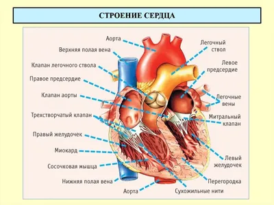 Ишемическая болезнь сердца и стентирование: что нужно знать пациенту