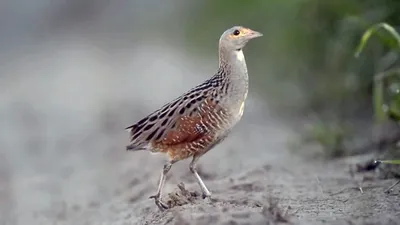 Коростель (Corncrake) - YouTube