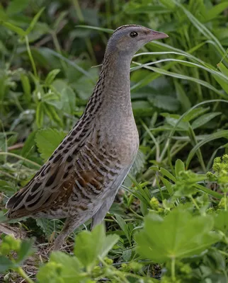 Коростель - eBird