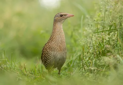 Коростель (Crex crex). Птицы Сибири.