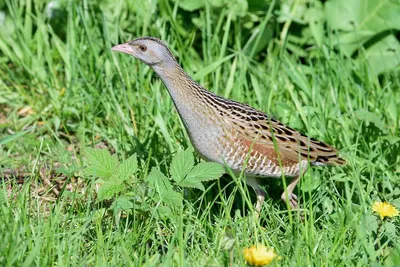 Красивая Птица, Синевато-турецки Коростель (Rallina Eurizonoides), Стоя На  Зеленой Траве. Фотография, картинки, изображения и сток-фотография без  роялти. Image 57178144