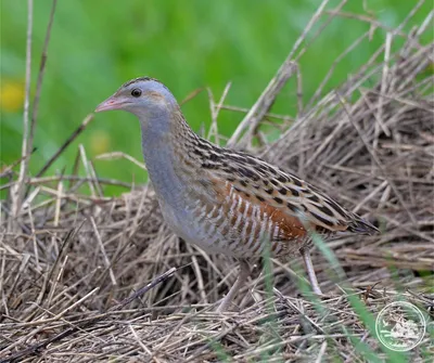 Коростель - Crex crex - Птицы (Aves) - Разделы - Красная книга Оренбургской  области