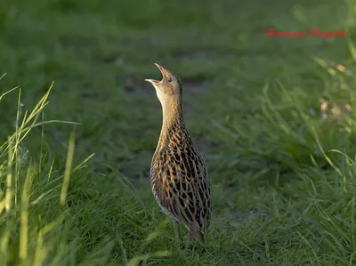 Коростель, Crex crex, Corncrake | Москва, Царицыно | Oleg Nabrovenkov |  Flickr