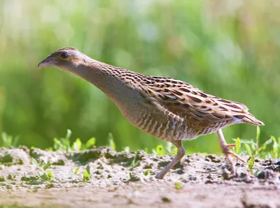 Коростель - eBird