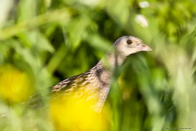 Птицы живущие в поле (много фото) - treepics.ru