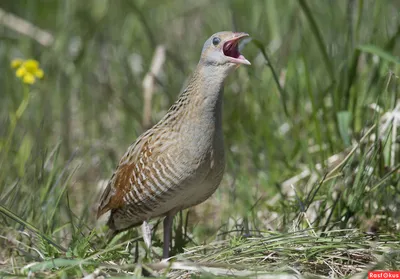 Bird_and_birds. - Коростель (дергач), самец; лат. Crex crex; англ. Corn  crake, corncrake or landrail, male. Эту птицу слышали практически все, но  видели очень немногие. В брачный период самец издает сильный многократно  повторяющийся