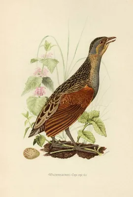 Бегающая птица Коростель (дергач): внешний вид, повадки, где обитает.
