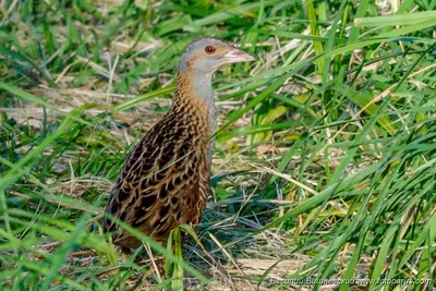 Коростель Crex crex Corncrake