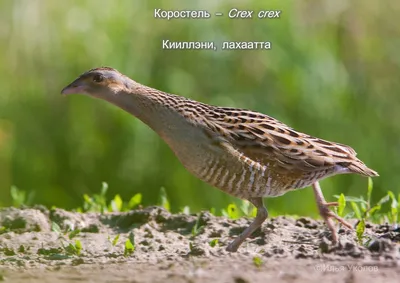 Коростель – эмблема национального парка Мещёра