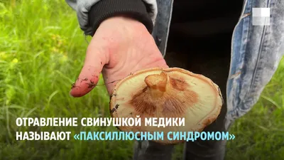 Как отличить ядовитый гриб от съедобного: как выглядит поганка, галерина,  можно ли собирать коровники сентябрь-октябрь 2022 года - 20 сентября 2022 -  v1.ru