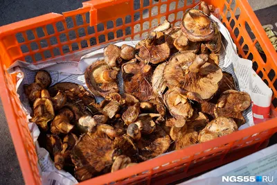 Продам грибы коровники в Новосибирске