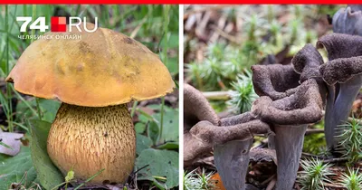 Это русская рулетка»: микологи предупредили новосибирцев о популярных  грибах, которые ядовиты - KP.RU